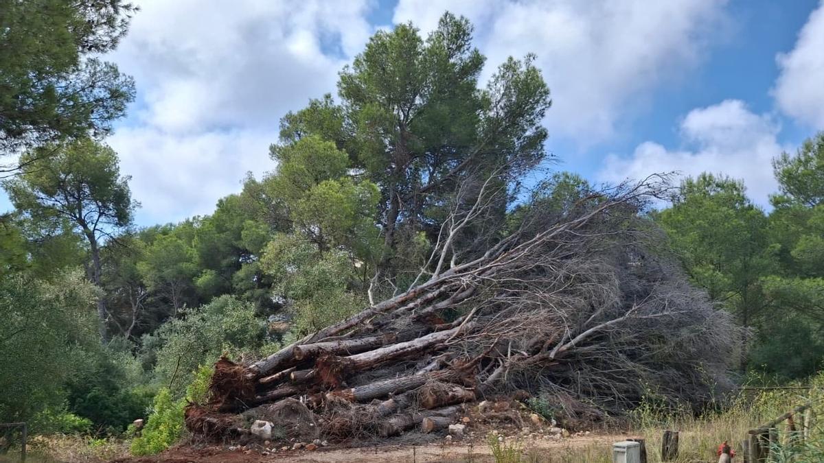 Grandes pinos talados y apilados en una zona verde próxima a la Granadella