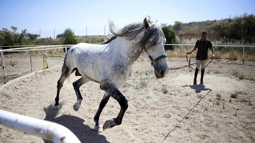 Un título de FP para el caballo