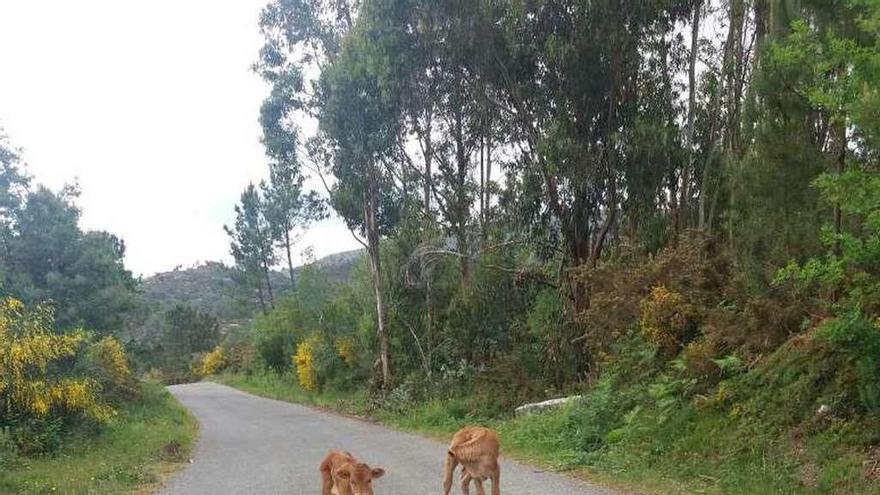 Los dos terneros encontrados en la carretera. // FdV