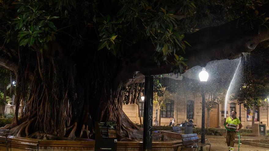 Hidratación extra para los ficus de Alicante en las noches de más calor
