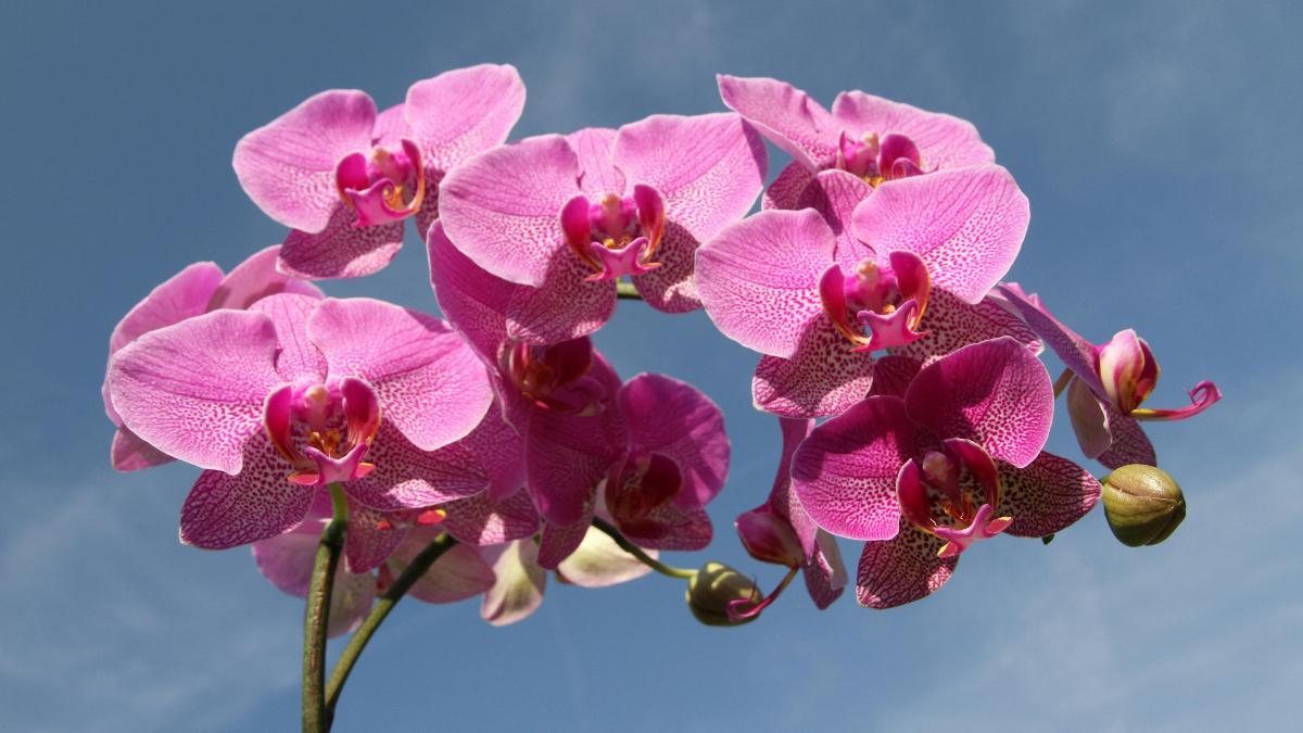 Una orquídea