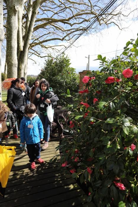 Camelias en el Botánico