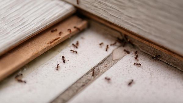 PESTICIDA MERCADONA | Di adiós a las moscas y hormigas en tu casa con el  pesticida natural que puedes elaborar con un producto de Mercadona