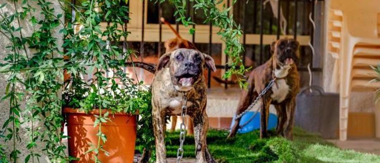 Pinoso decomisa  los seis perros que causaron la muerte a un vecino de 74 años