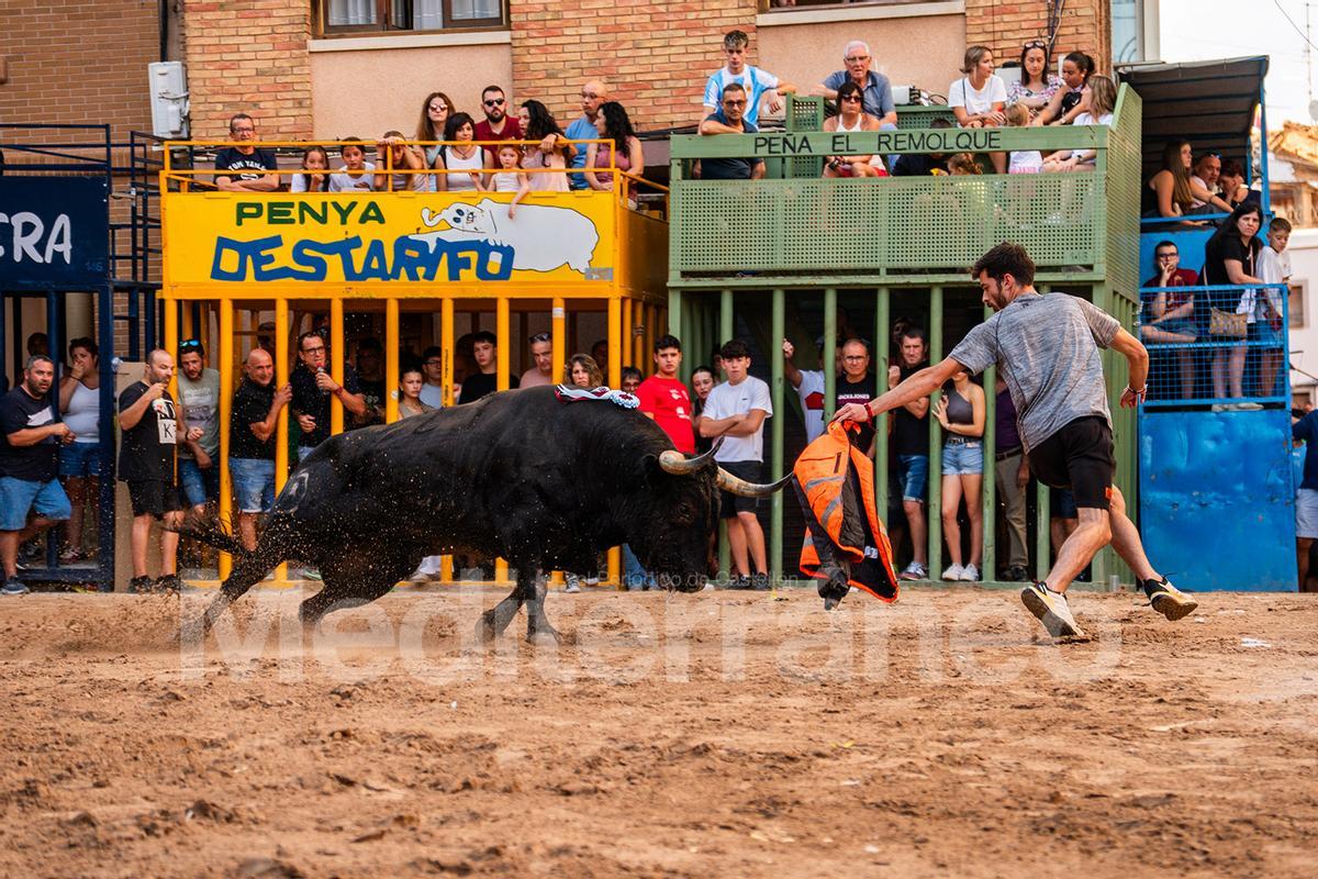 Bous a l'Alcora 2025