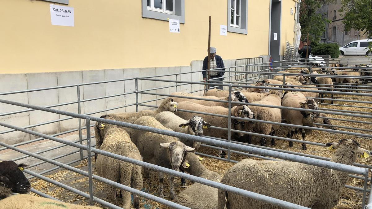 La Fira de Santa Teresa i Fira Catalana de l’Ovella de Ripoll en una imatge de 2019