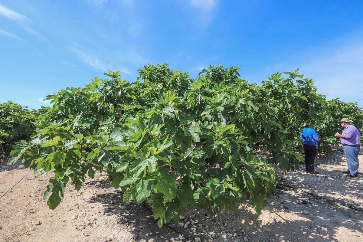 La breva y la higuera son los productos agrícolas de refencia en Albatera