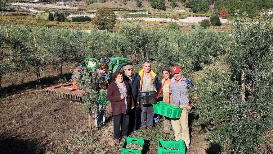 Severo Pérez(drcha) con familiares en la recogida de la oliva en su terreno de Barcela. // A. Hernández