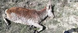 La sarna arrasa el 85% de las cabras hispánicas en el norte de Castellón