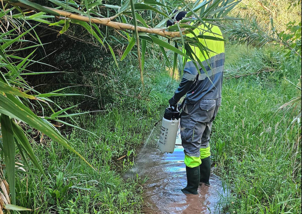 Actuaciones contra los mosquitos en Canet