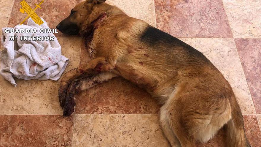 Dos detenidos en Sant Joan y la Vega Baja por extorsionar a un joven y apuñalar a su perro