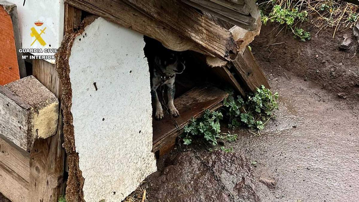 El Seprona de la Guardia Civil rescata 29 perros en condiciones precarias en La Aldea de San Nicolás