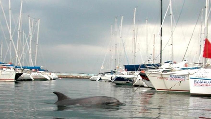 El delfín Gaspar, el pasado domingo, entre las embarcaciones del puerto de Baiona.