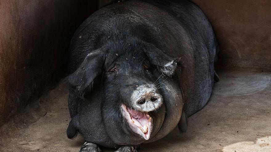 Signo cerdo o jabalí del horóscopo chino