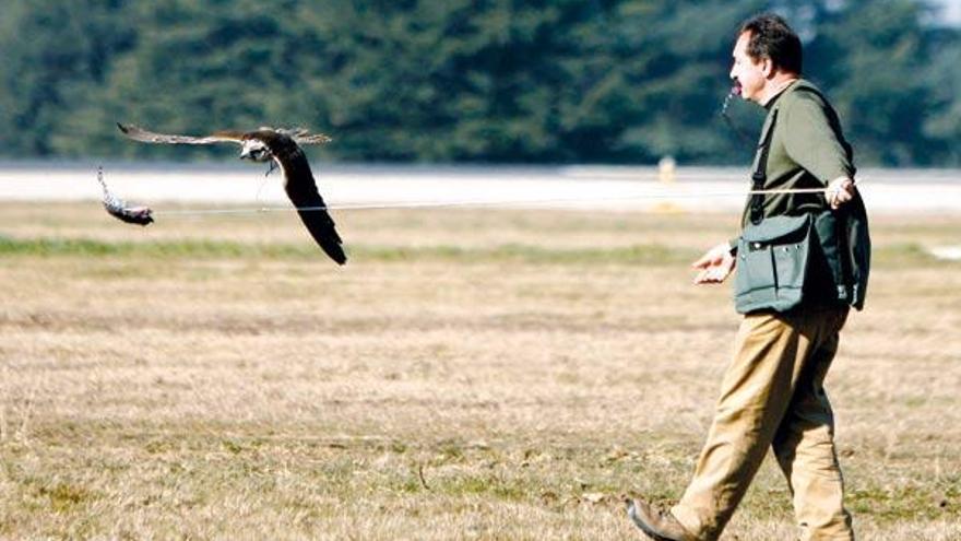 Gustavo Montenegro premia a un halcón tras un vuelo de ejercicio. En la imagen de la izquierda, un halcón peregrino