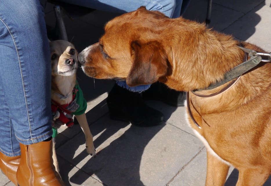 Jornada de adopción de perros en el Bioparc