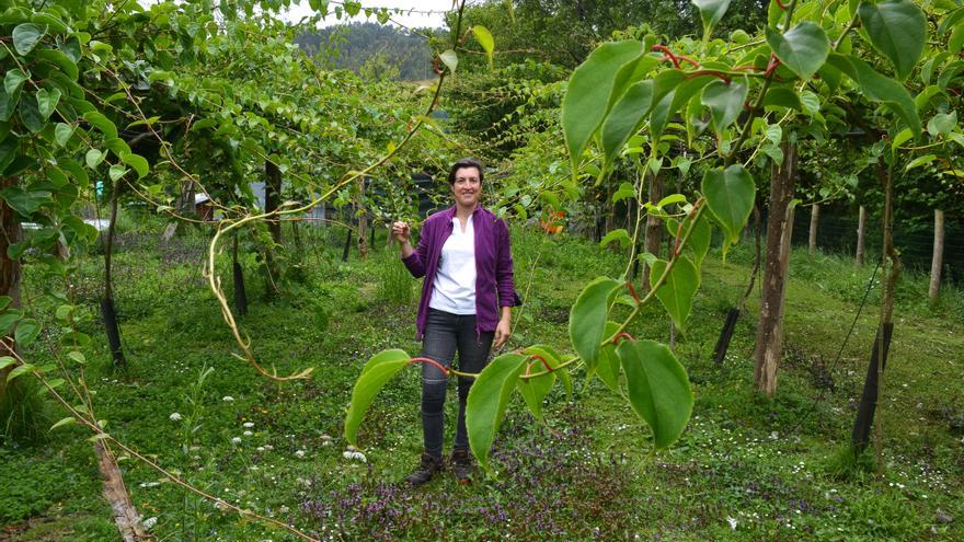 L&#039;exemplu en verde de la güela