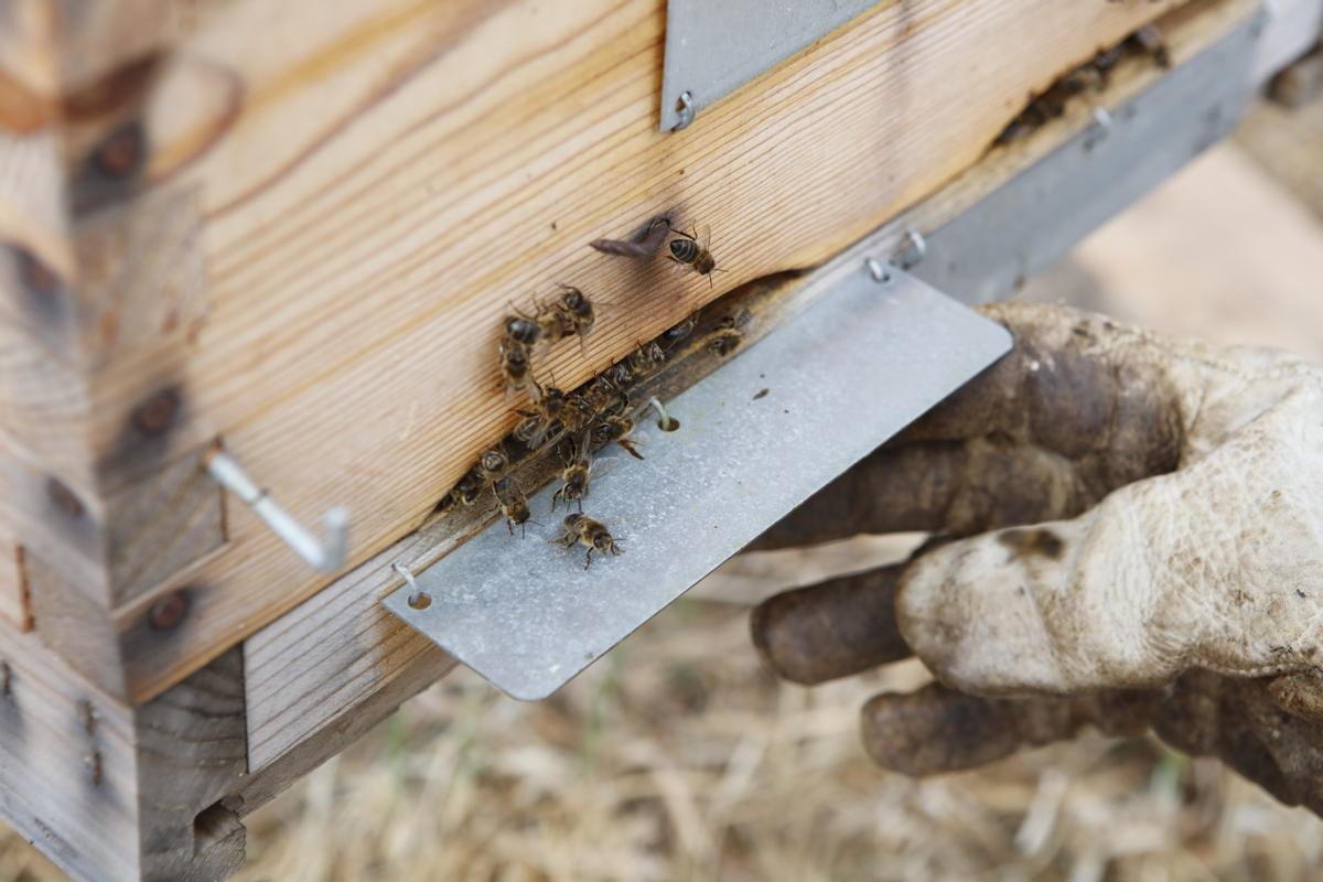 Bienen auf Mallorca.