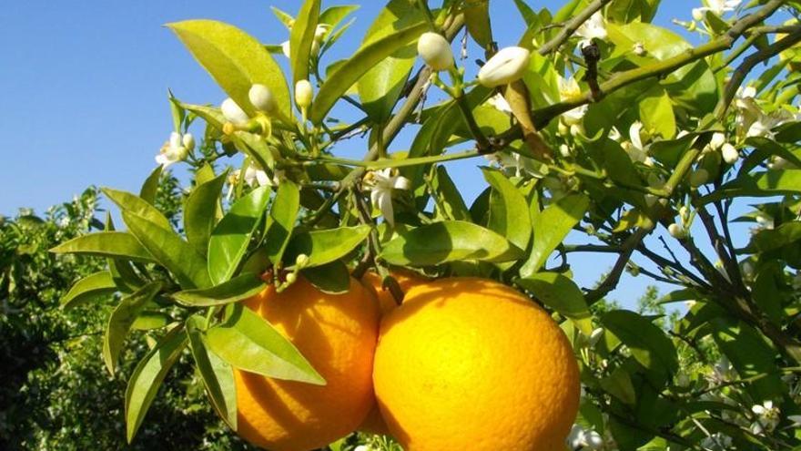 Los frutos eran sustraídos directamente de los árboles.