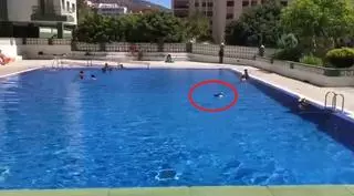 Un pato combate el calor en una piscina en Canarias