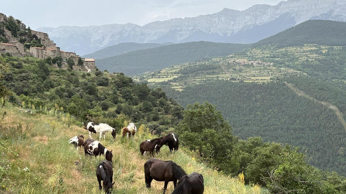 Els animals a Aristot