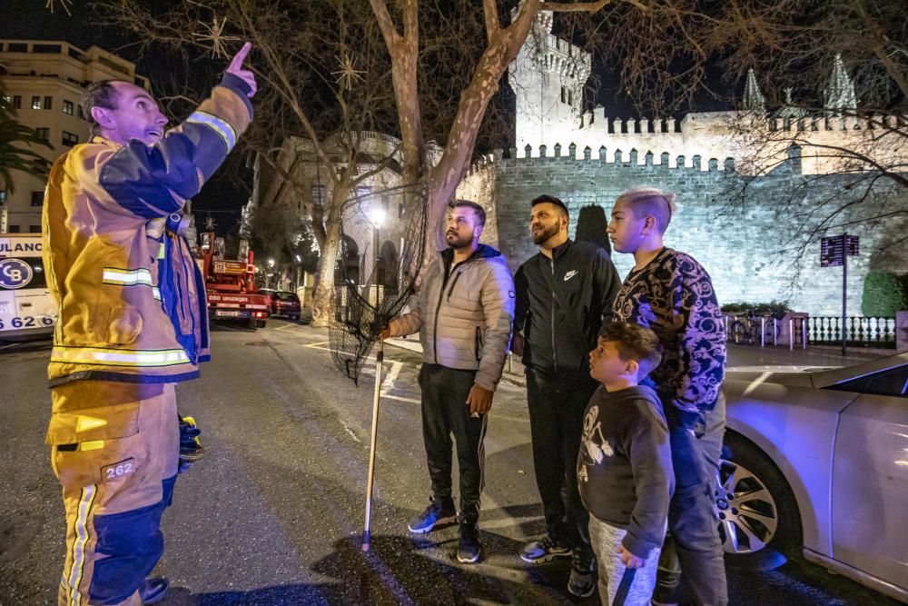 Cortan la calle Conqueridor para capturar un papagayo fugado de un domicilio