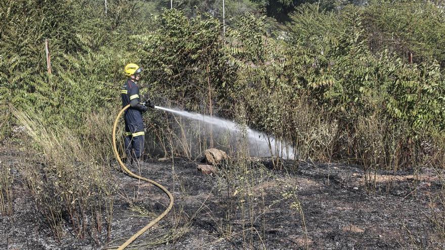 El Infoca interviene en un incendio agrícola con vegetación de ribera en Palma del Río
