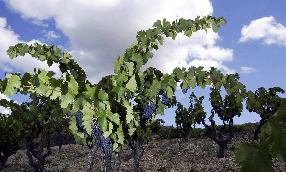 Reptes i responsabilitats