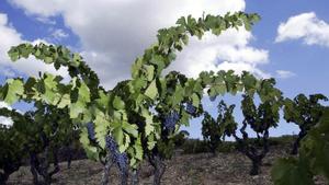 Reptes i responsabilitats