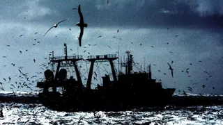 El calamar naufraga en Malvinas: la flota tiembla ante un posible cierre