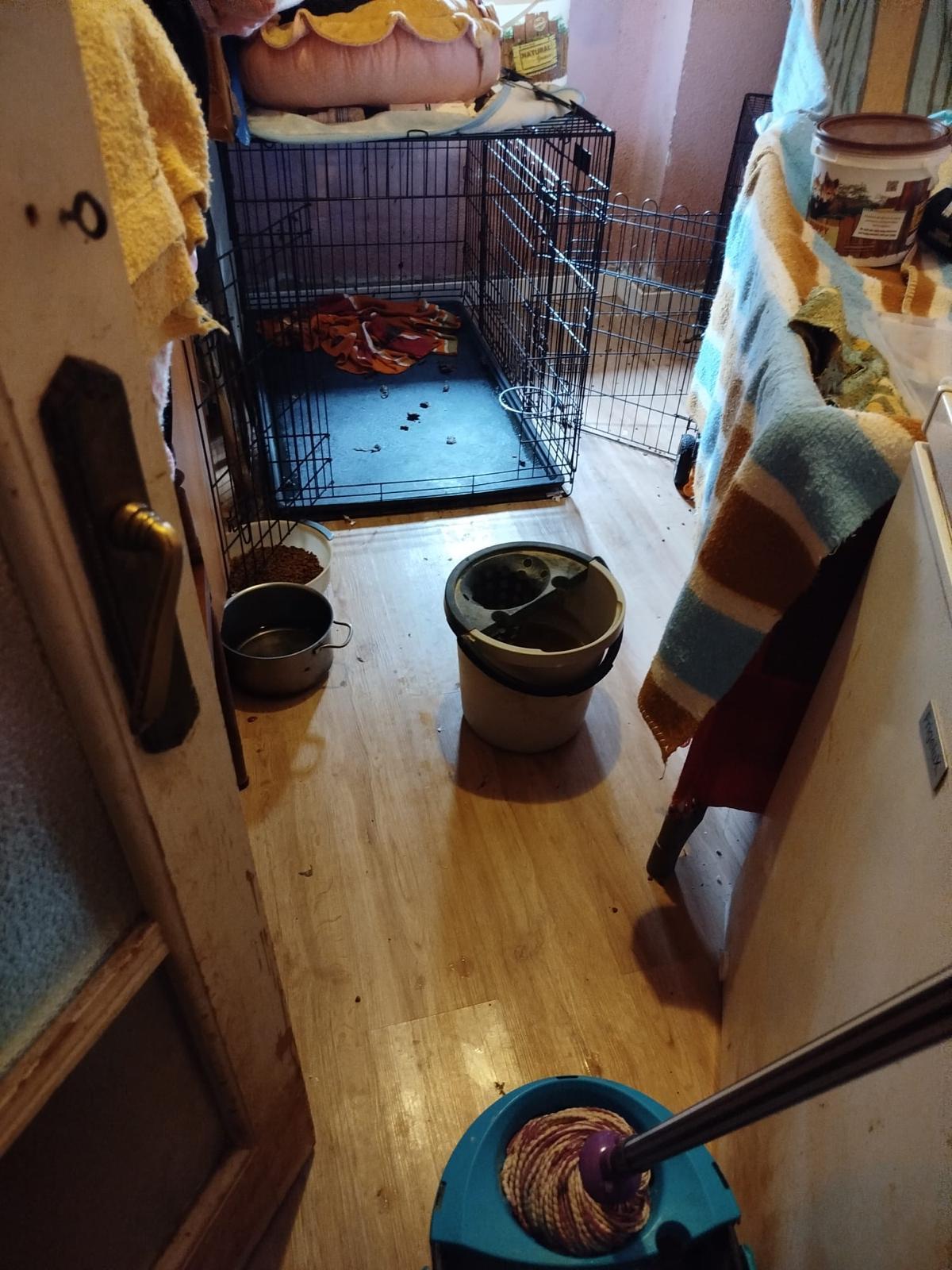 Aspecto de la vivienda, con excrementos en el suelo