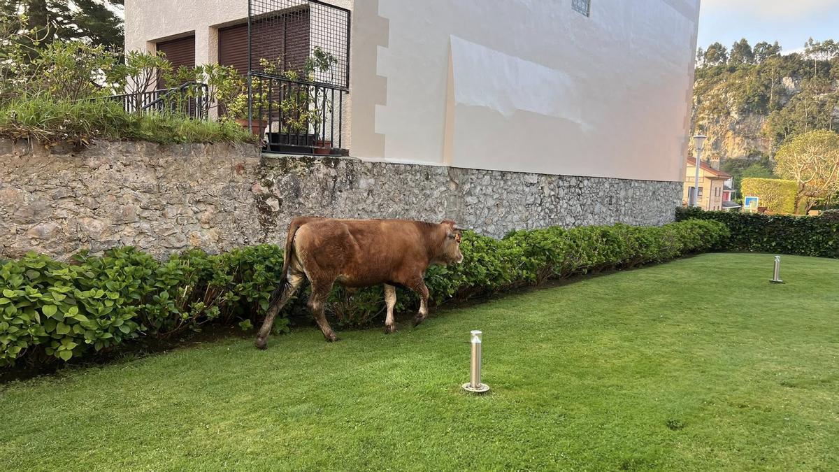 El ternero en los jardines del hotel Don Pepe.