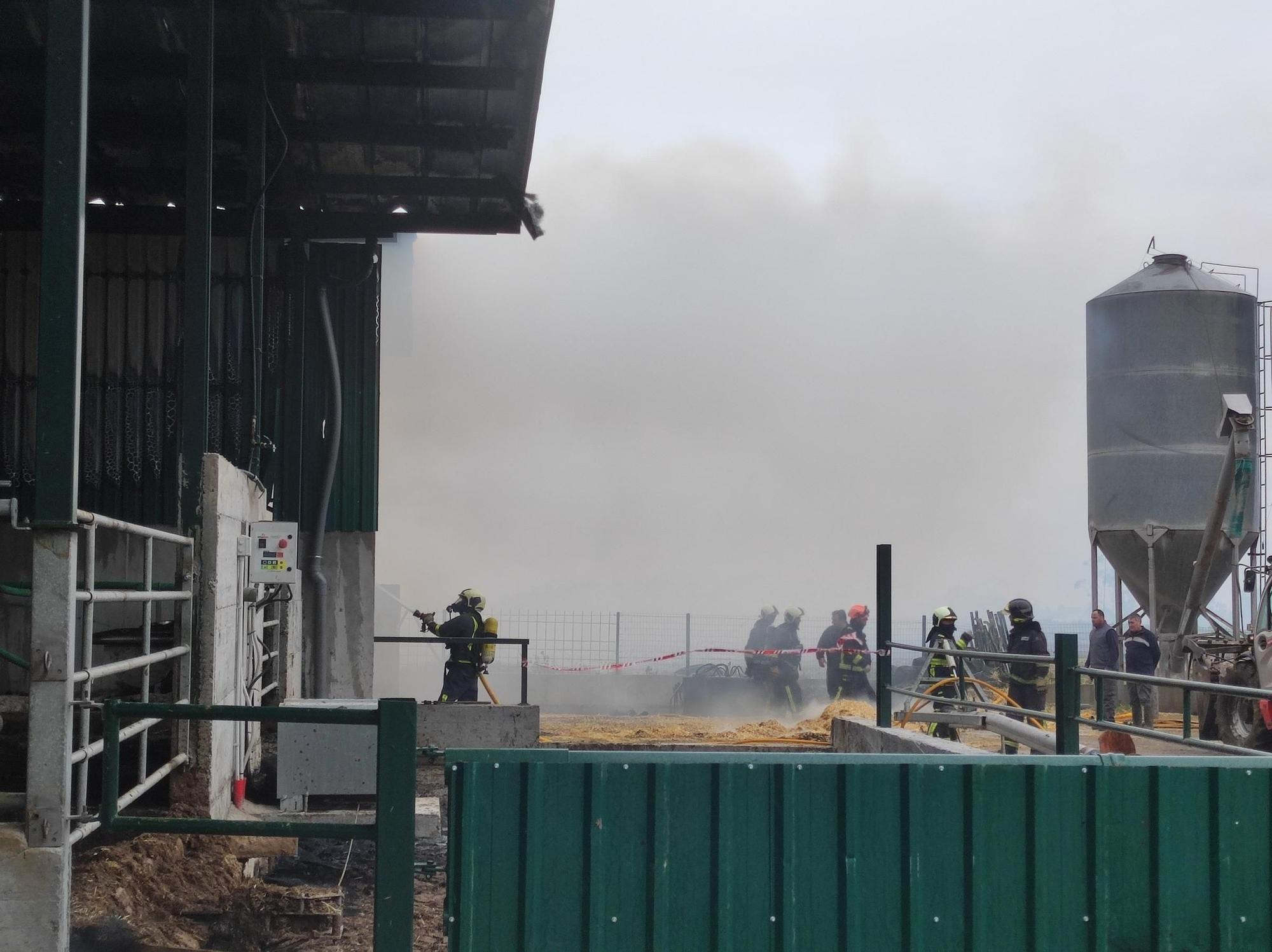 En imágenes: El fuego devora una nave ganadera en Otur (Valdés) y causa daños a un centenar de vacas