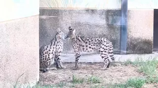 Los servales del Zoo de Córdoba, decomisados por la Guardia Civil, se independizan