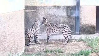 Los servales del Zoo de Córdoba disfrutan de una segunda vida