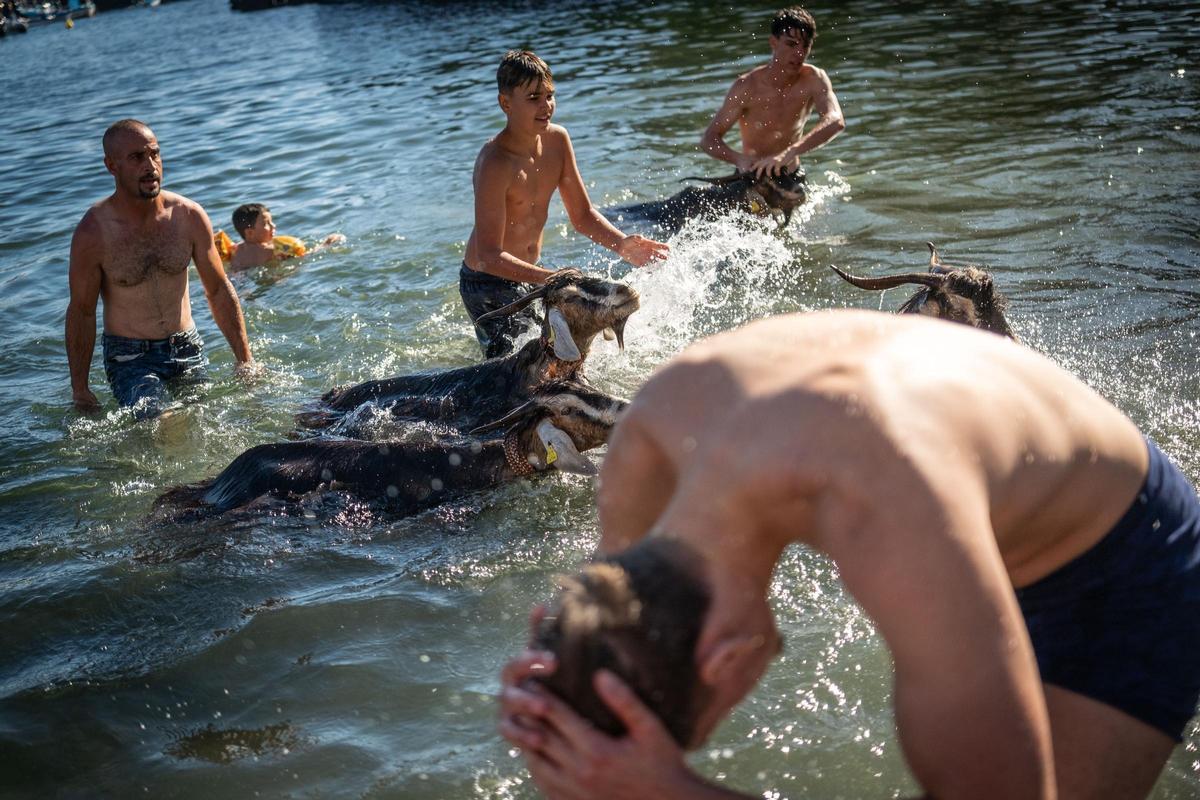Así se vivió el tradicional baño de cabras en el muelle de Puerto de la Cruz