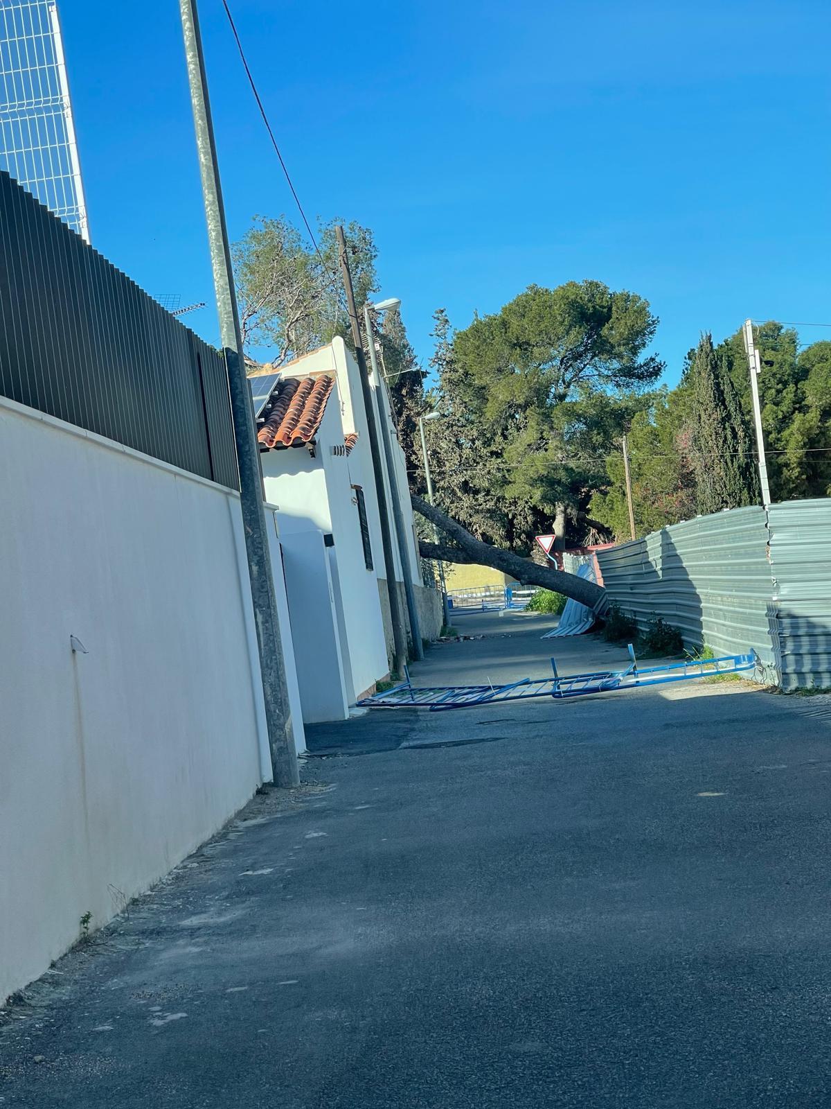 El árbol caído en un pasaje próximo a la calle Concha Espina 32 de Alicante en una imagen cedida este miércoles por vecinos