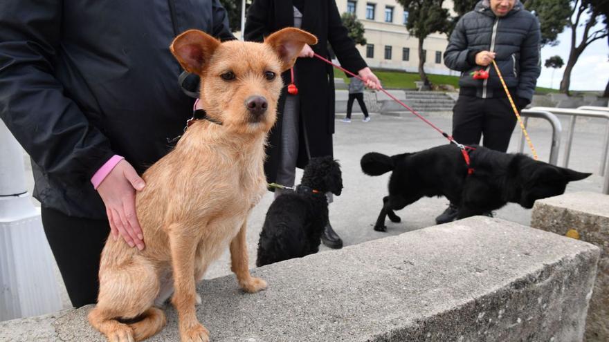 Mascotas con sus dueños en el paseo marítimo de A Coruña. | // VÍCTOR ECHAVE