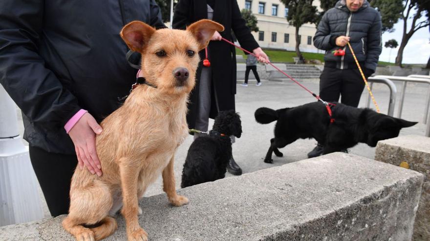 Mascotas con sus dueños en el paseo marítimo de A Coruña. |   // VÍCTOR ECHAVE