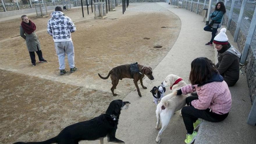 Cortar el rabo y las orejas a las mascotas, prohibido desde este jueves