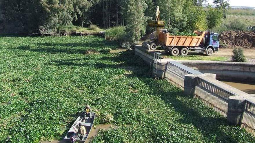 La crecida del Guadiana extiende el camalote por nuevas zonas