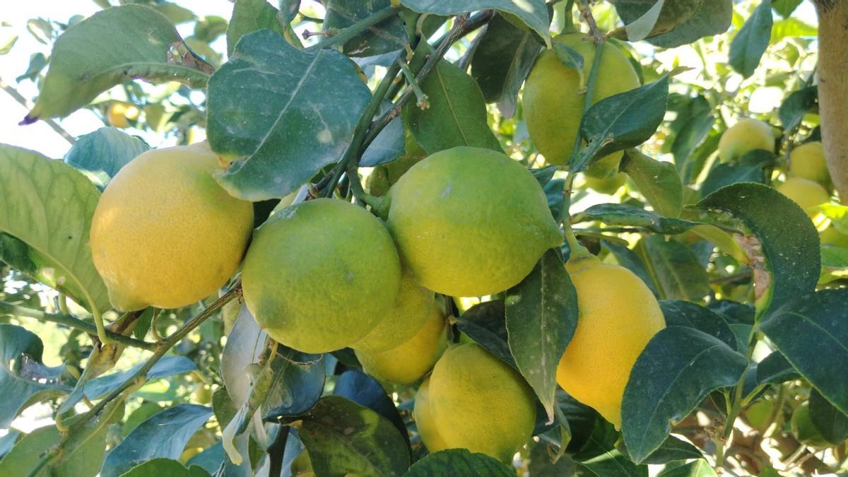 Limones en una plantación de Orihuela.