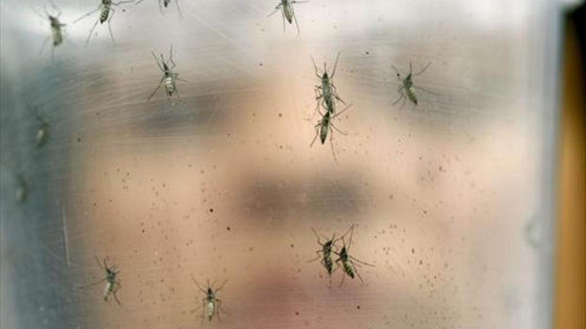 Mosquitos transmisores del virus zika, en el laboratorio de una institución biomédica universitaria de Sao Paulo, en Brasil.
