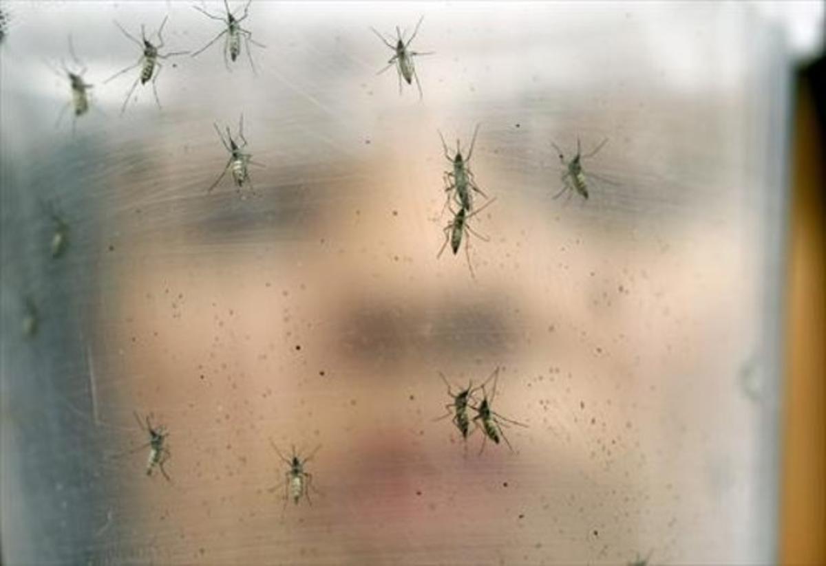 Mosquitos transmisores del virus zika, en el laboratorio de una institución biomédica universitaria de Sao Paulo, en Brasil.