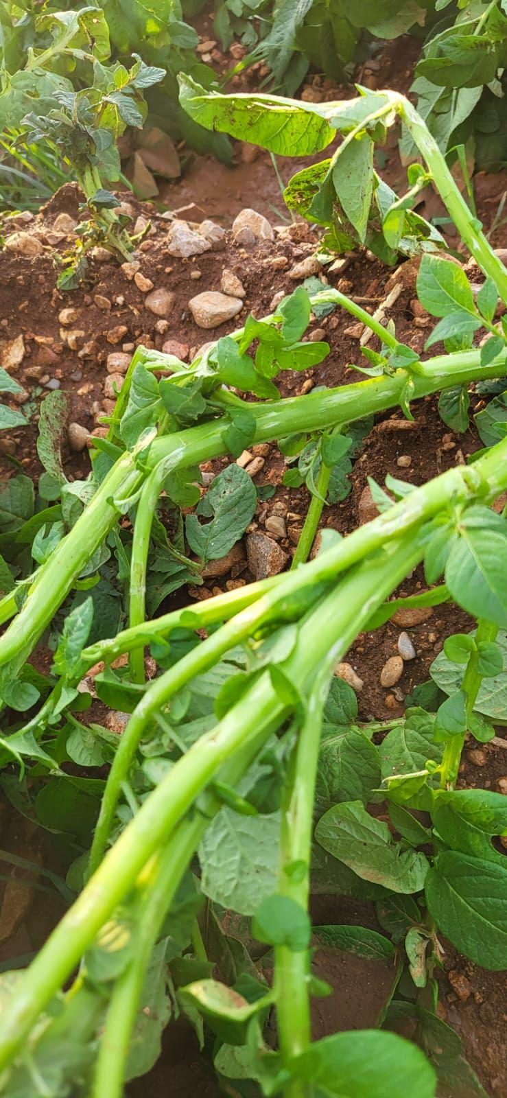 Una granizada destroza el cultivo de la patata en sa Pobla