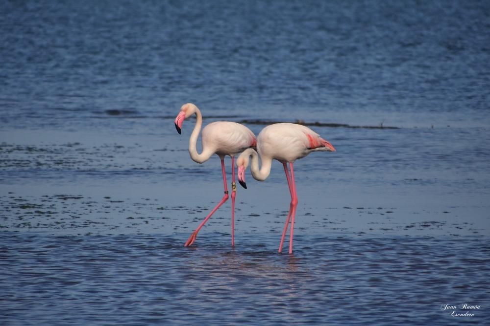 Flamencos en el Mar Menor