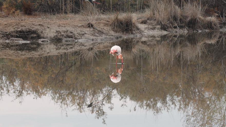 Los flamencos huyen de l&#039;Albufera: &quot;Buscarán otro lugar&quot;