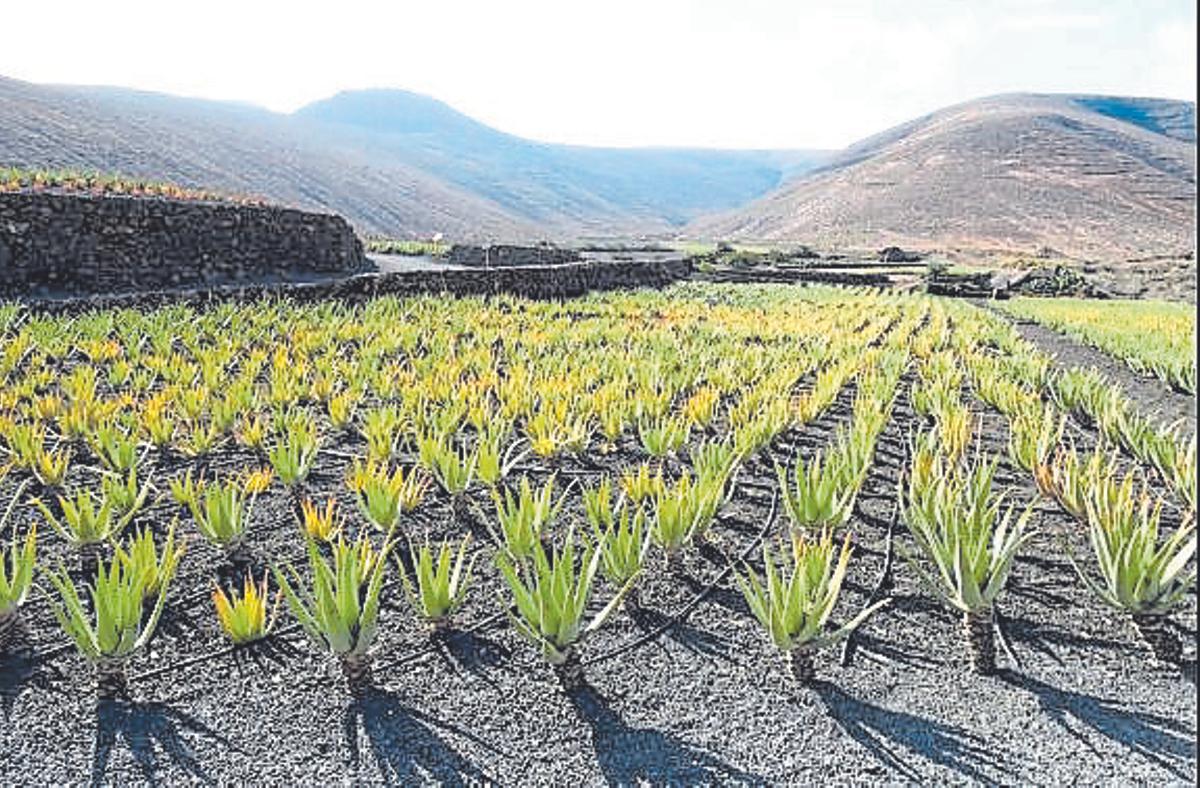 Lanzaloe se ha consolidado como un referente del archipiélago en el cultivo del aloe vera.