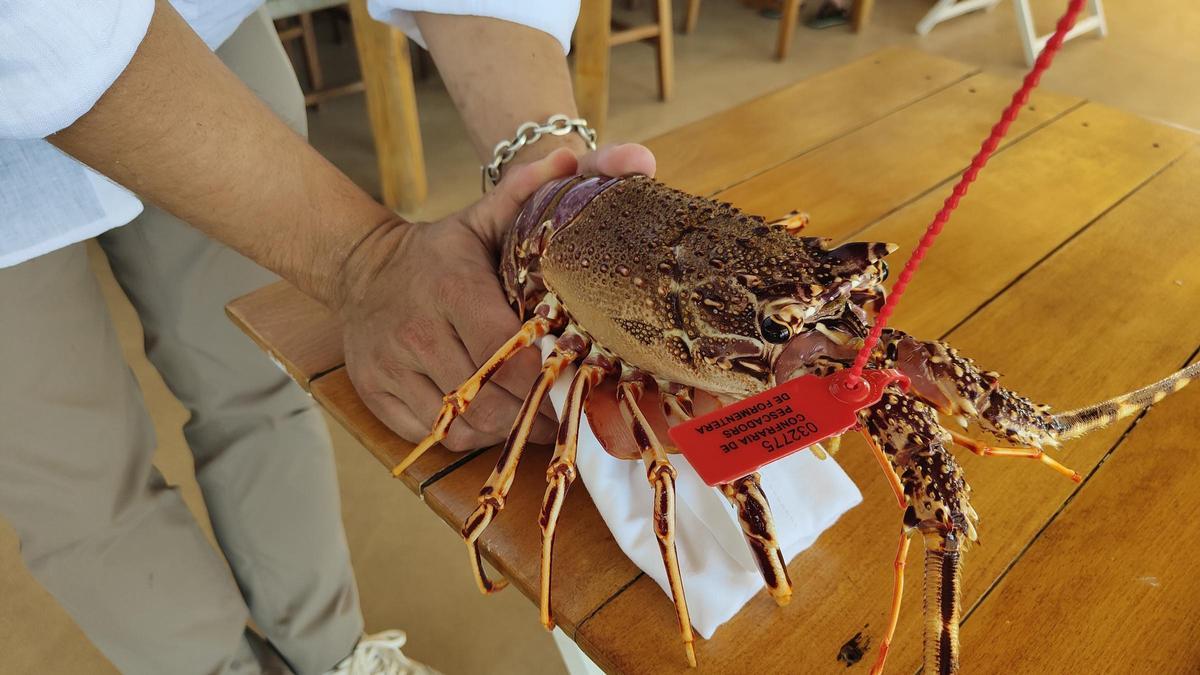 La langosta de Es Còdol Foradat, en Formentera.