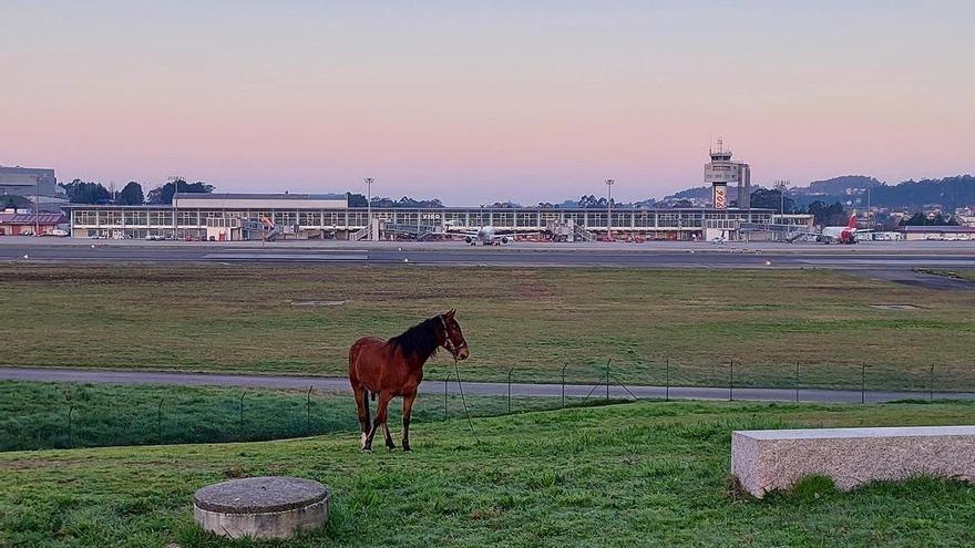 Blindaje alado y armado en el aeropuerto de Vigo: halcones, escopetas, pistolas, jaulas o trampas